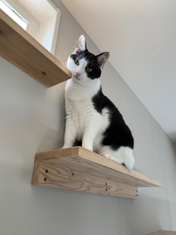 ペットと快適に暮らすための「空気の質」の大切さ