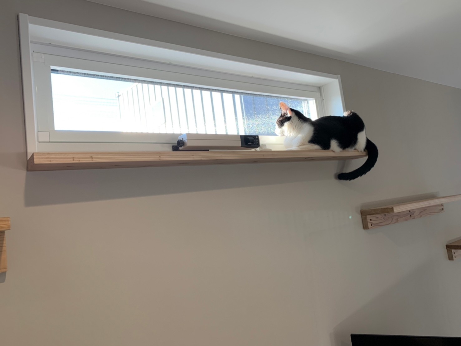 自然を感じる家づくり ― 木の温もりとともに、犬や猫と暮らす秋 