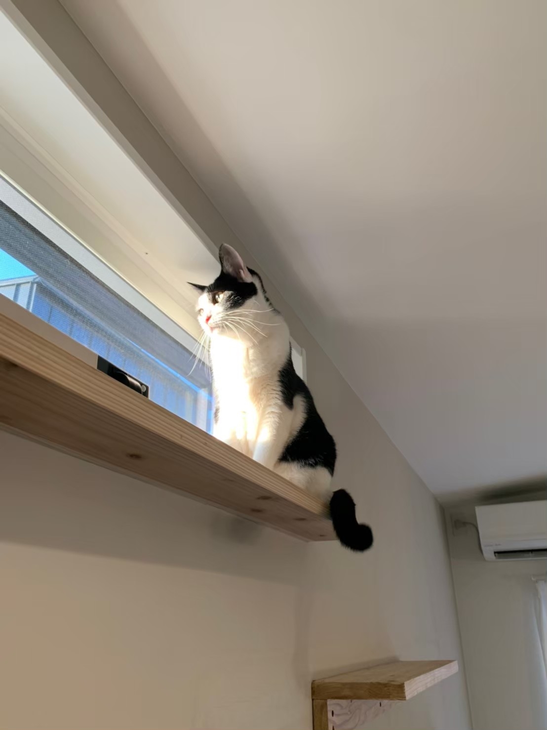 「新しい年、新しい暮らし：ペットとの生活を豊かにする住まいづくり」