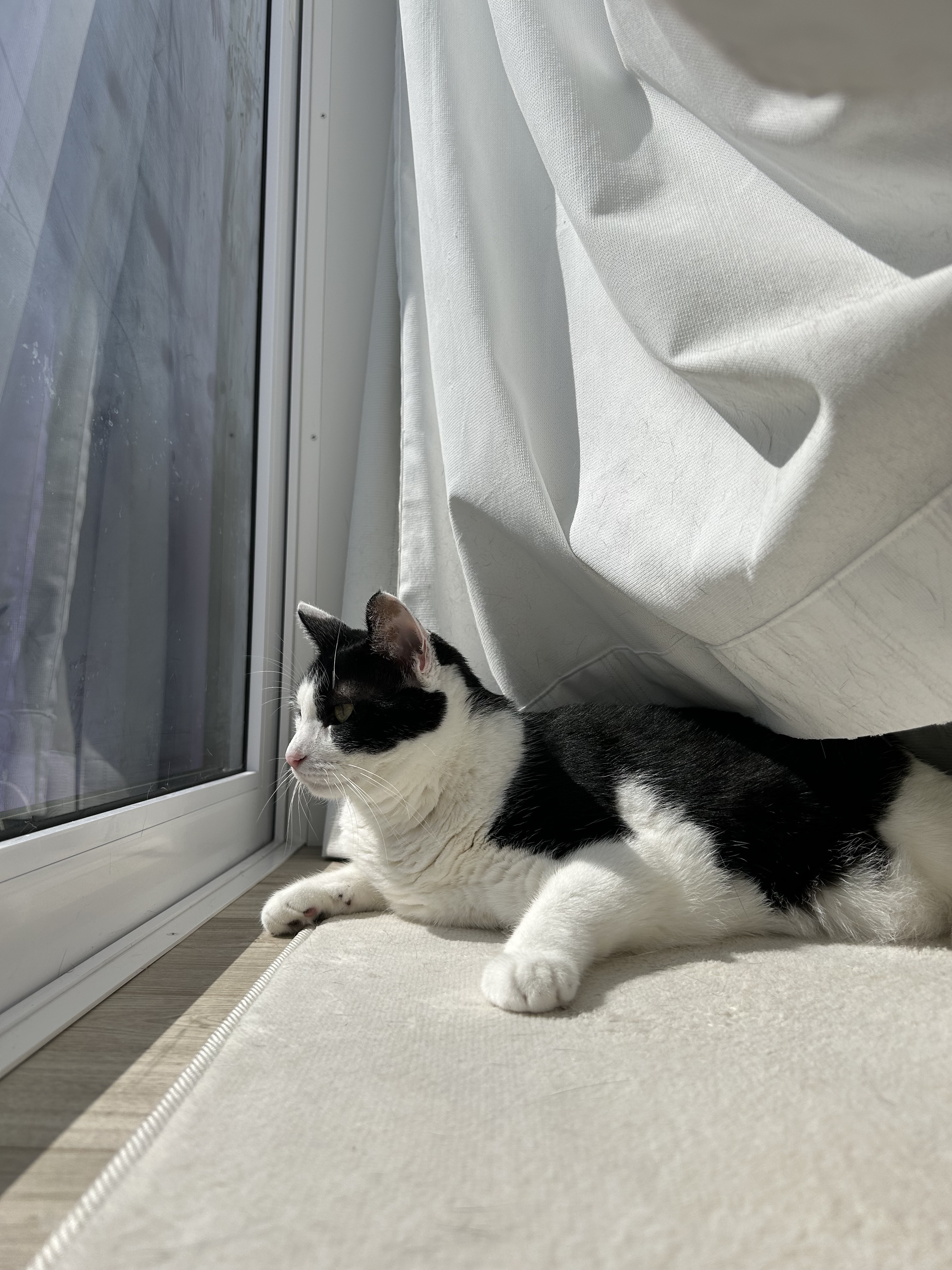 冬でも快適!太陽の光を上手に取り入れる窓設計とペットとの暮らし