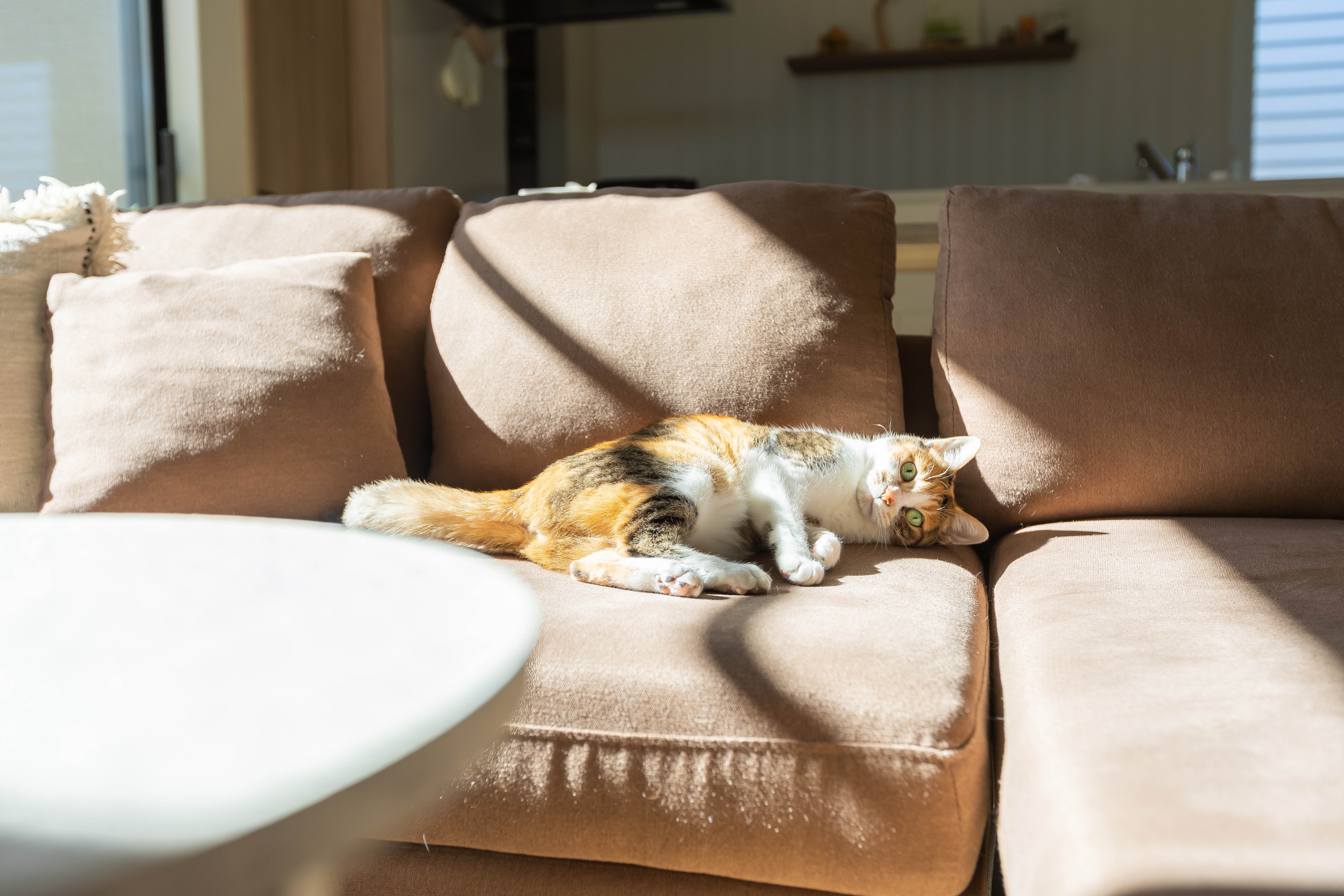 卒入学シーズンに考える   家族とペットの成長と間取りの関係