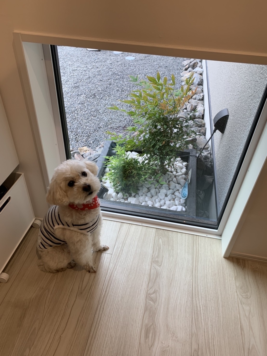 ペットと暮らす住まいのダニ対策について