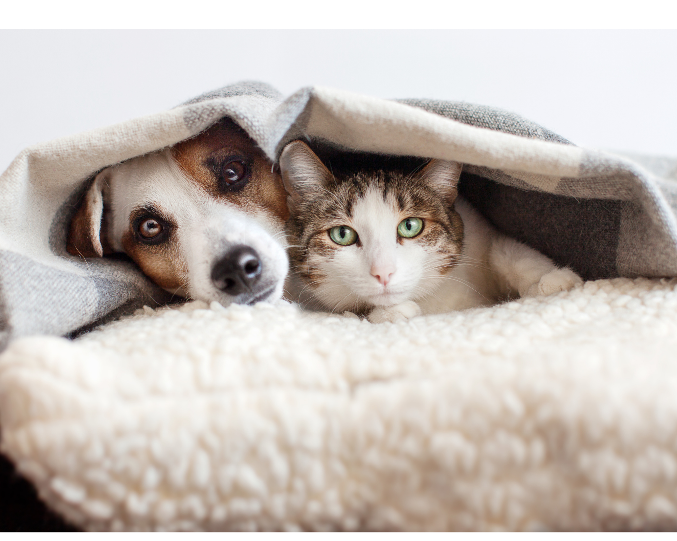 愛犬・愛猫ともっと幸せに暮らす家づくり相談会