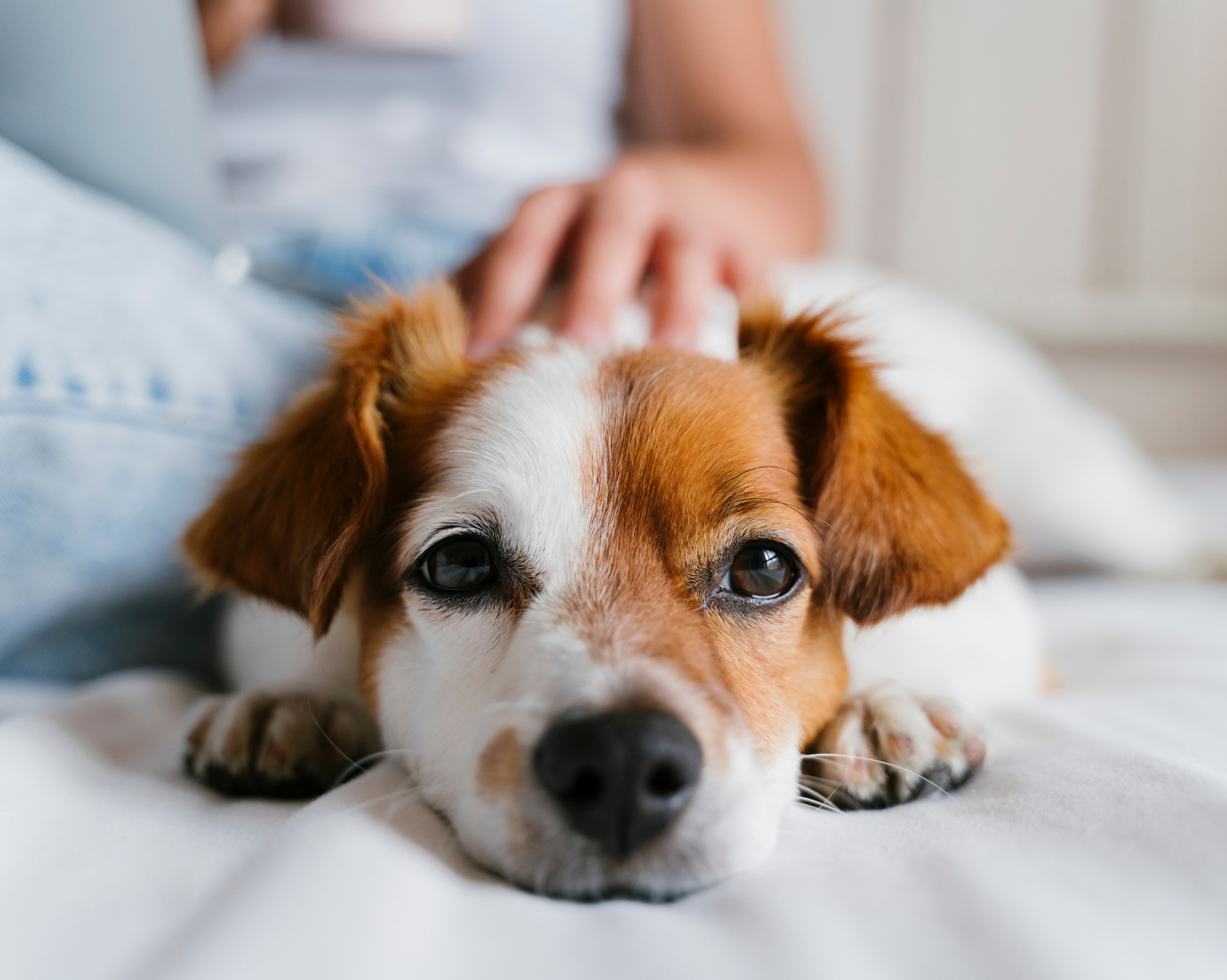 愛犬：健康.png
